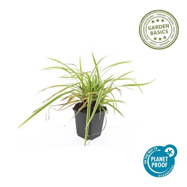 Carex morrowii 'Aureovariegata' - ↕10-25cm - Ø9cm - 6x