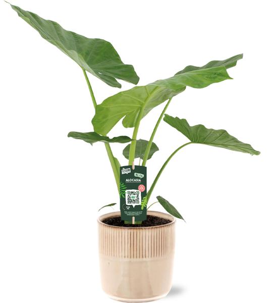 Alocasia Macrorrhiza - Ø19cm - ↕70cm + Terni Pot D20x20cm - Rosa