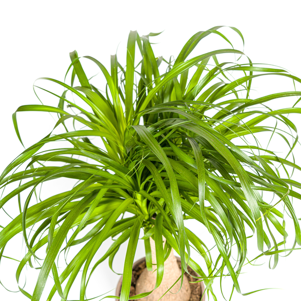 Beaucarnea Recurvata Stamm Ø21cm - ↕70cm