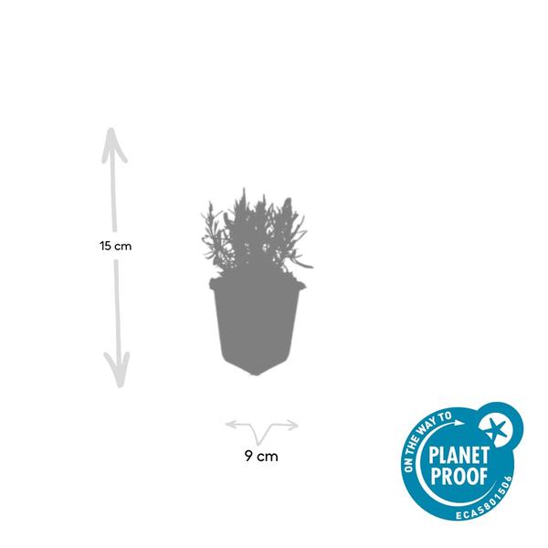 Lavendel ang. 'Munstead' - ↕10-25cm - Ø9cm - 6x
