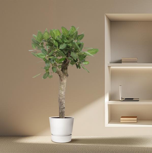 Ficus Benghalensis boom - 150 cm - ø34