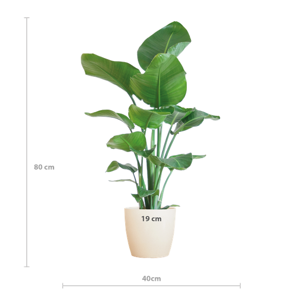 Strelitzia Nicolai mit Viber-Topf weiß – 80 cm – Ø21