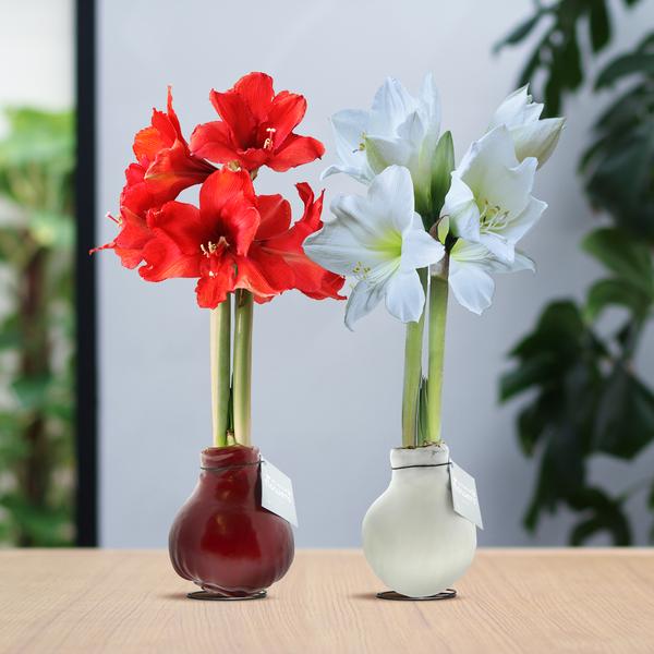 Ohne Wasser Blumen (wax amaryllis) XMAS Mix - 2er set + Rote und Weiß Blumen
