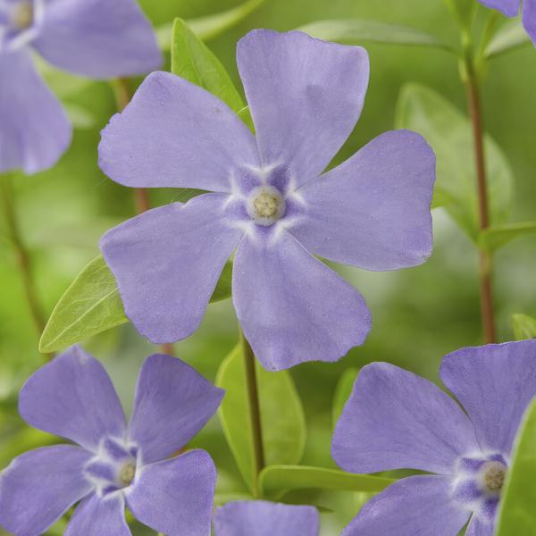 Vinca minor - ↕10-25cm - Ø9cm - 6x