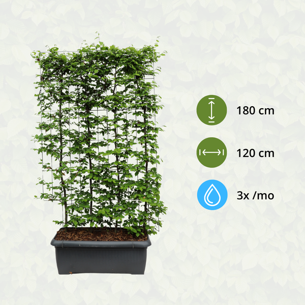 Carpinus Betulus - Hainbuche - Fertighecke - 120 x 180 cm
