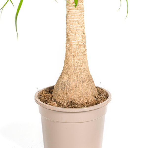 Beaucarnea Recurvata Stamm Ø21cm - ↕70cm