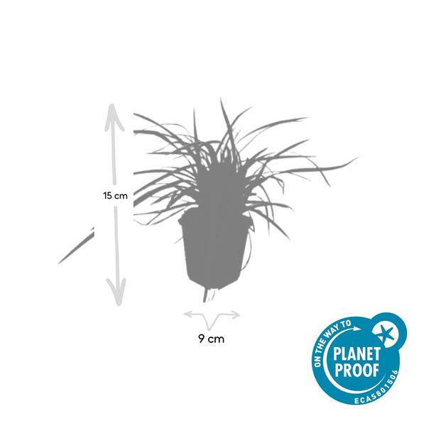 Carex morrowii 'Aureovariegata' - ↕10-25cm - Ø9cm - 6x
