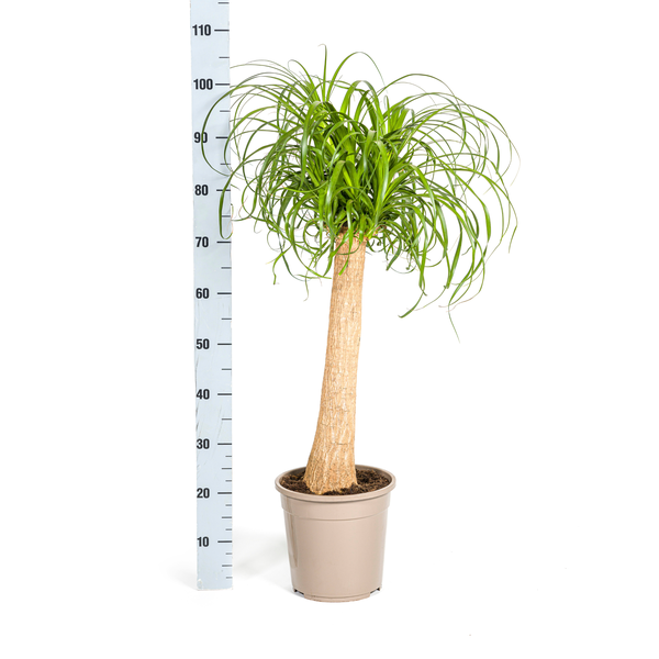 Beaucarnea Recurvata Stamm Ø24cm - ↕90-100cm