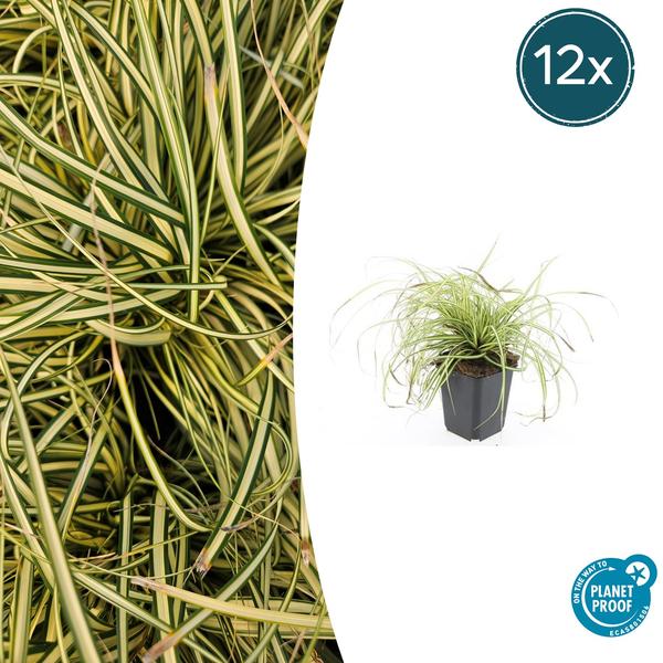 Carex oshim. 'Evergold' - ↕10-25cm - Ø9cm - 12x