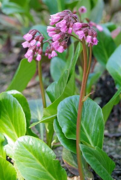 Bergenia cordifolia 'Herbstblüte' - ↕10-25cm - Ø9cm - 12x