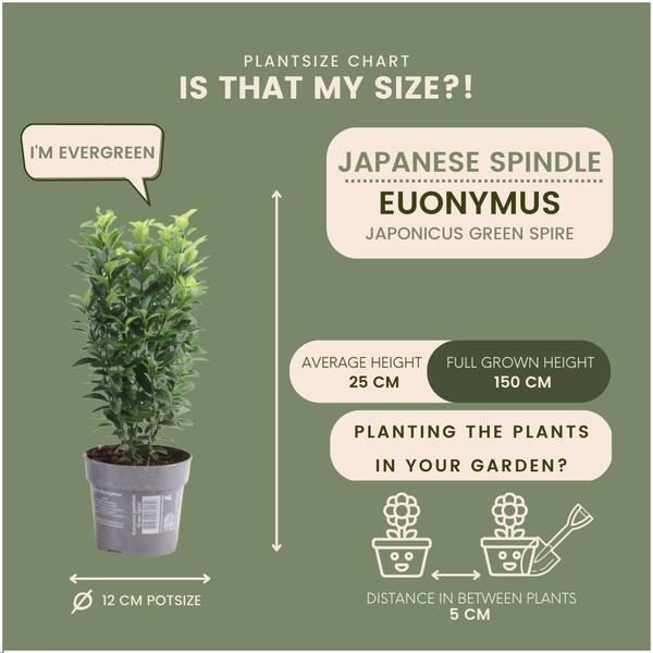 Plants by Frank - 1 Meter Grüne Spindelstrauch Hecke - Euonymus japonicus 'Green Spire' - Pflanzenset mit 6 winterharten Heckenpflanzen - Immergrüne Hecke - Direkt von der Gärtnerei geliefert