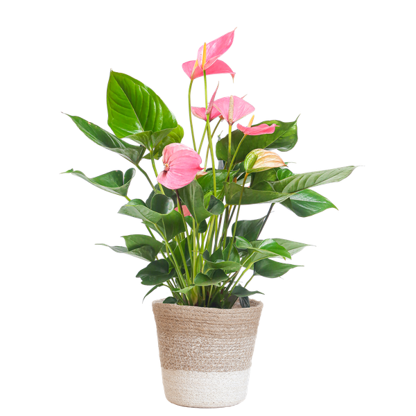 Anthurium Pink Explosion mit Lissabon Weidenkorb - 55cm - Ø17