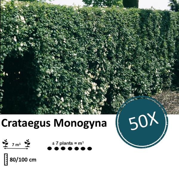 Crataegus Monogyna - Wurzelnakt - 80/100 - 50x