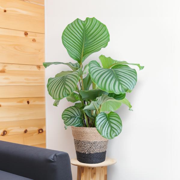 Calathea Orbifolia mit Korb schwarz - 65cm - Ø21