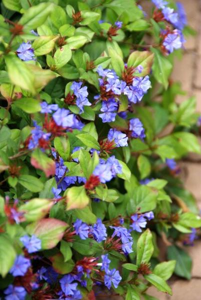 Ceratostigma plumbaginoides - ↕10-25cm - Ø9cm - 6x