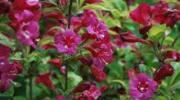 Weigela 'Bristol Ruby' - Weigelie - Fertighecke - 120 x 180 cm