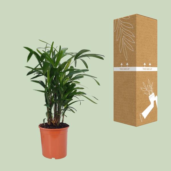 Rhapis Excelsa - Ø21cm - ↕80cm