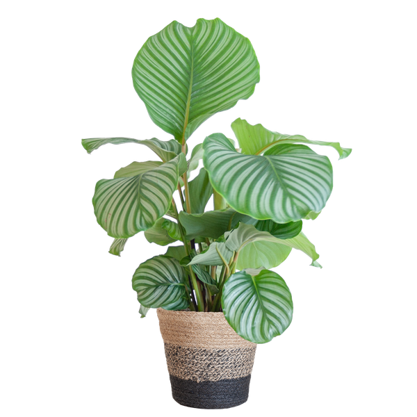 Calathea Orbifolia mit Korb schwarz - 65cm - Ø21