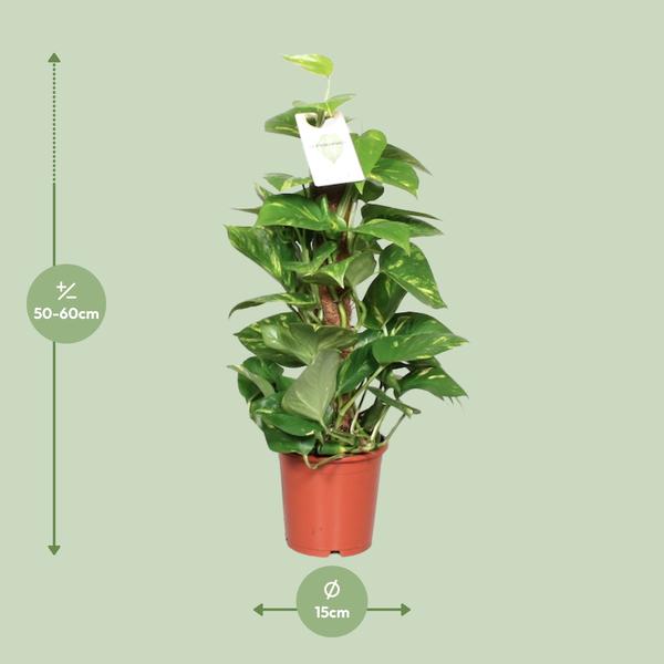 Epipremnum Pinnatum Mosstok Scindapsus - Ø15cm - ↕60cm