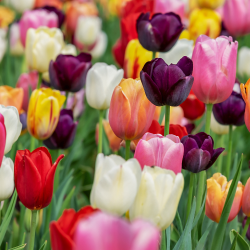Tulpen Mix - Tulpenbollen 20 Stück
