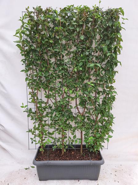 Cornus mas - Kornelkirsche - Fertighecke - 120 x 180 cm