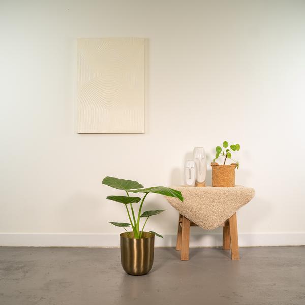 Alocasia Macrorrhiza - Ø19cm - ↕70cm + Topf Mayk Gold