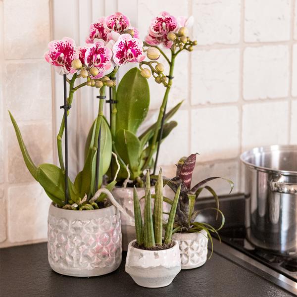 Kolibri Orchids | Rosa lila Phalaenopsis Orchidee - El Salvador - Topfgröße Ø9cm | blühende Zimmerpflanze - frisch vom Züchter