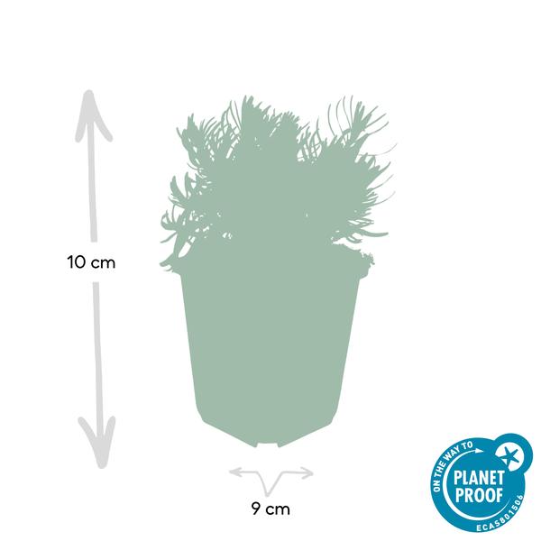 Lavendel 'Hidcote' - ↕10-25cm - Ø9cm - 12x