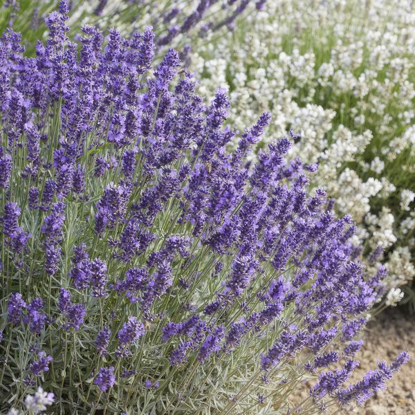 Lavendel 'Hidcote' - ↕10-25cm - Ø9cm - 12x
