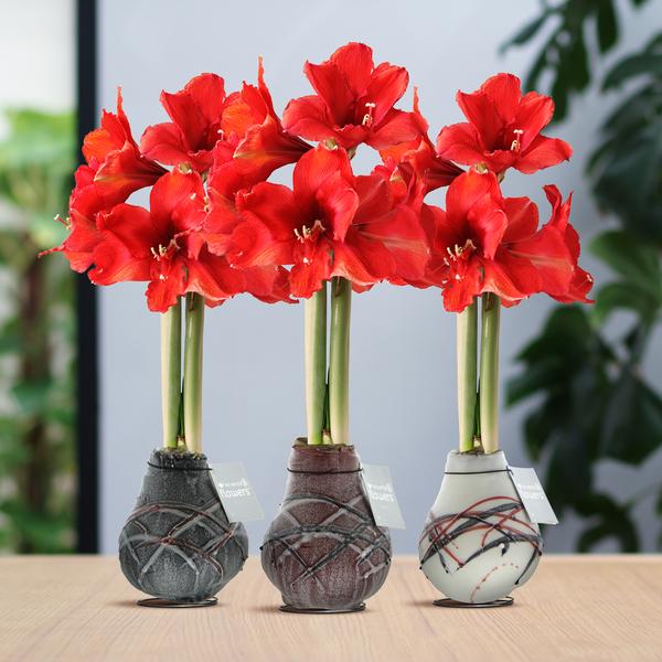 Ohne Wasser Blumen (wax amaryllis) XMAS Mix - 3er set + Rote Blumen