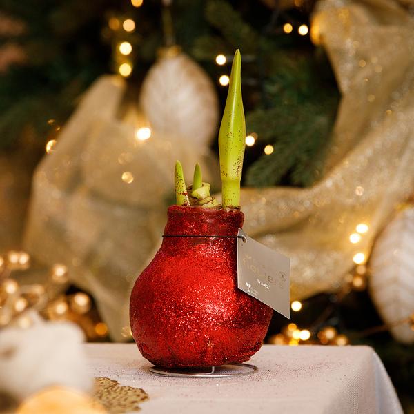 Ohne Wasser Blumen (wax amaryllis) XMAS Glitzer mix - 3er set + Rote Blumen