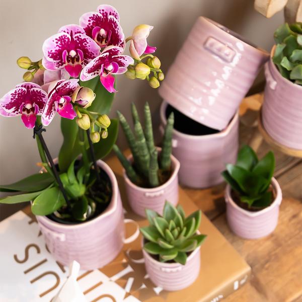 Kolibri Orchids | Rosa lila Phalaenopsis Orchidee - El Salvador - Topfgröße Ø9cm | blühende Zimmerpflanze - frisch vom Züchter