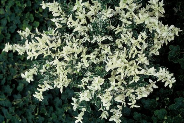 Euonymus fort. 'Harlequin' - ↕10-25cm - Ø9cm - 12x