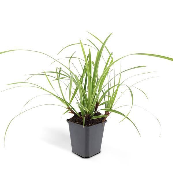 Carex morrowii 'Ice Dance' - ↕10-25cm - Ø9cm - 6x