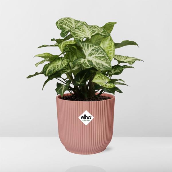 Syngonium in Topf 14cm Rosa