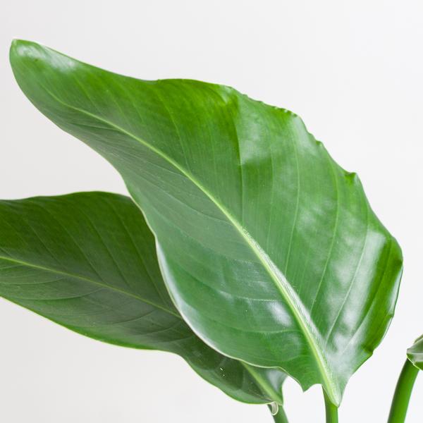Strelitzia Nicolai mit Viber-Topf weiß – 80 cm – Ø21