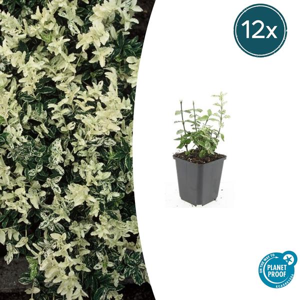 Euonymus fort. 'Harlequin' - ↕10-25cm - Ø9cm - 12x