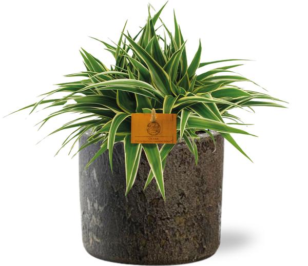 Chlorophytum Ocean - Ø15cm - ↕25cm + Topf - Braun
