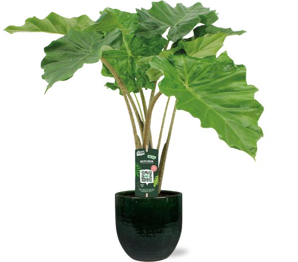 Alocasia Portodora - Ø21cm - ↕80cm + Jolin Pot D24x23cm - Grün