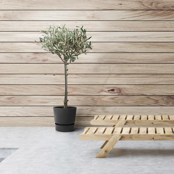 Olivenbaum - Ø19cm - ↕90cm