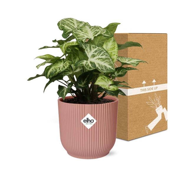Syngonium in Topf 14cm Rosa