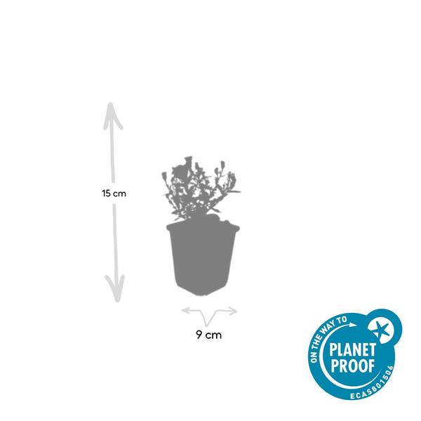 Aster (D) 'Prof. Anton Kippenberg' - ↕10-25cm - Ø9cm - 6x