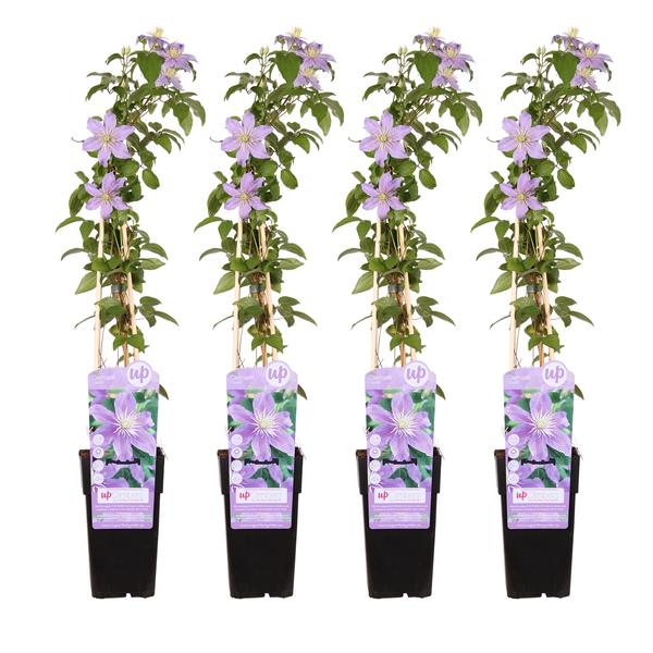 4x - Clematis Justa - ↨65cm - Ø15