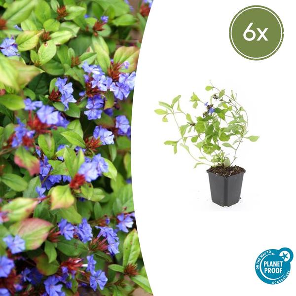 Ceratostigma plumbaginoides - ↕10-25cm - Ø9cm - 6x