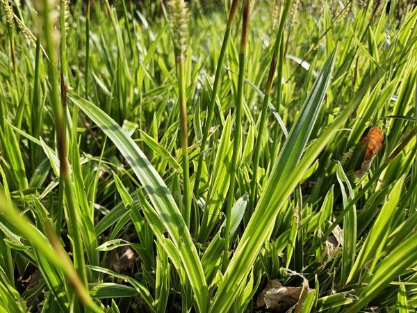 Carex morrowii 'Aureovariegata' - ↕10-25cm - Ø9cm - 6x