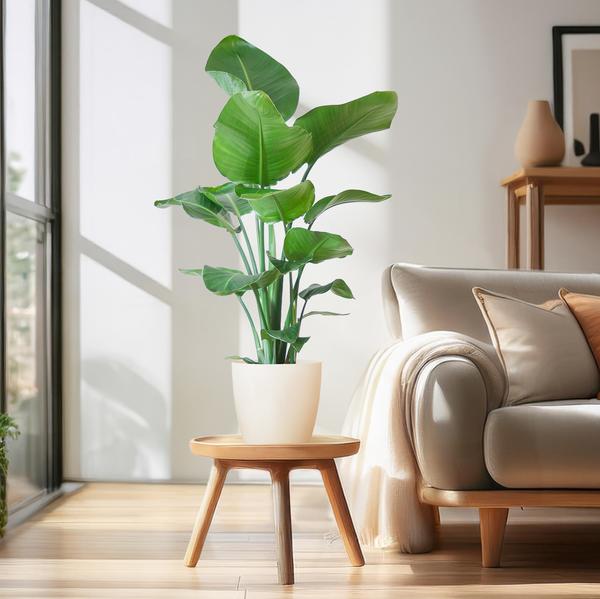 Strelitzia Nicolai mit Viber-Topf weiß – 80 cm – Ø21