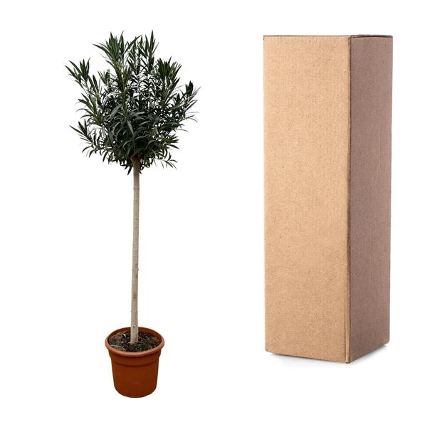 Nerium Oleander auf Stiel mit rosa Blüte – 170 cm – Ø40