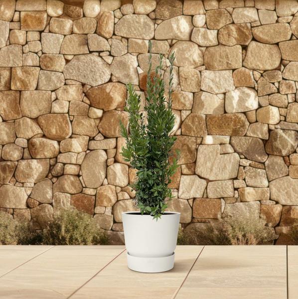 Lorbeerbaum für Garten und Terrasse - 180 cm - ø40