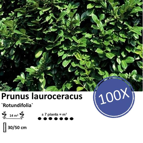 Prunus lauroceracus `Rotundifolia`- ↕30-50cm - Wurzelnakt - 100x