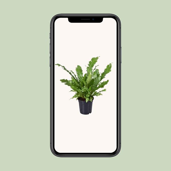 Asplenium Nidus - Ø17cm - ↕45cm